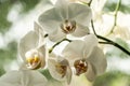 Luxurious branch of white phalaenopsis orchid flower Phalaenopsis, known as the Moth Orchid or Phal on bokeh background