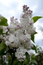 A luxurious branch of white terry lilac in the arboretum of the Botanical Garden