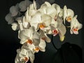 Luxurious branches of white phalaenopsis orchid flower Phalaenopsis, known as the Moth Orchid or Phal on black background. The ray Royalty Free Stock Photo