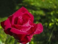 Luxurious bright red rose Red Star against the background of lush green garde