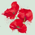 Luxurious bright red vector Poppy flowers drawing in watercolor