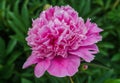 Luxurious bud of pink peony in the midst of green leaves