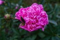 Luxurious bud of pink peony in the midst of green leaves