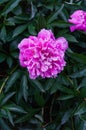 Luxurious bud of pink peony in the midst of green leaves