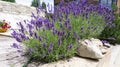 Luxurious bushes of fragrant provence lavender bloom in a landscape design composition with boulders and pine Royalty Free Stock Photo