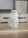 Blue bicolour ragdoll showing off Royalty Free Stock Photo