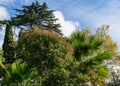 Luxurious Chinese privet tree Ligustrum lucidum with fruits among Washingtonia filifera palms against background of cypress