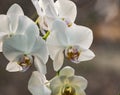 Luxurious close-up of white phalaenopsis orchid flower branch. Phalaenopsis known as the Moth Orchid or Phal against light on the Royalty Free Stock Photo