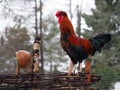 Luxurious cock on a rustic fence wattle Royalty Free Stock Photo