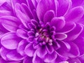 Luxurious elegant chrysanthemum or aster bud and petals of the flower. Beautiful rhythmical blossom in sunlight. Fresh
