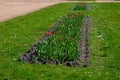 Luxurious and expensive plantings of bulbs in the park and in the square with tulips and daffodils in botanical cultivars and bred Royalty Free Stock Photo