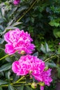 Luxurious flowers of pink peony in the midst of green leaves