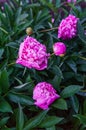Luxurious flowers of pink peony in the midst of green leaves. Royalty Free Stock Photo