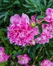 Luxurious flowers of pink peony in the midst of green leaves