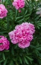 Luxurious flowers of pink peony in the midst of green leaves Royalty Free Stock Photo