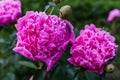 Luxurious flowers of pink peony in the midst of green leaves Royalty Free Stock Photo