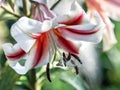 Luxurious garden pretty lily close-up