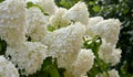 Luxurious huge inflorescences of creamy hydrangea paniculata in the garden close-up.