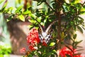 A luxurious huge winter butterfly on a red flower Royalty Free Stock Photo