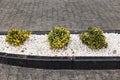 Luxurious landscaping near a modern house. Small bushes in white stones near the sidewalk