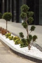 Luxurious landscaping near a modern house. Thuja and bushes were planted near the sidewalk
