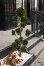 Luxurious landscaping near a modern house. Thuja and small bushes in a white fireplace near the sidewalk on a background of metal