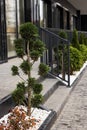 Luxurious landscaping near a modern house. Thuja and small bushes in a white fireplace near the sidewalk on a background of metal