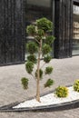 Luxurious landscaping near a modern house. Thuja and small bushes in white stones near the sidewalk