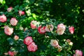 Luxurious large bushes of white and pink roses under the open sky in the garden Royalty Free Stock Photo