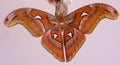 Luxurious large butterfly got out of the cocoon and dries its wings. Attacus atlas Royalty Free Stock Photo