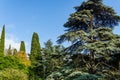 Luxurious large Lebanese cedar tree surrounded by cypresses and other evergreen plants in a landscape park in Massandra