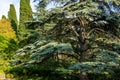 Luxurious large Lebanese cedar tree surrounded by cypresses and other evergreen plants in a landscape park