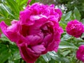 Luxurious large purple peonies after the rain in the spring garden.