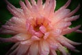 Luxurious light-pink garden Dahlia flower