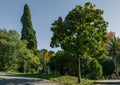 Luxurious Magnolia Grandiflora with shiny evergreen leaves against the backdrop of exotic plants. Magnolia grows