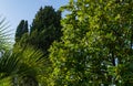 Luxurious Magnolia Grandiflora with shiny evergreen leaves against the backdrop of towering cypress Cupressus Sempervirens