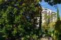 Luxurious Magnolia Grandiflora with shiny evergreen leaves against cypress Cupressus Sempervirens on blue sky background