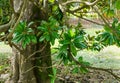 Luxurious Magnolia Grandiflora with shiny evergreen leaves in Arboretum Park Southern Cultures in Sirius Adler.