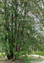 Luxurious Magnolia Grandiflora with shiny evergreen leaves in Arboretum Park Southern Cultures in Sirius Adler.