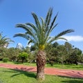 Luxurious majestic palm tree by the bike path