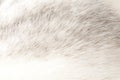 Luxurious mink fur texture Royalty Free Stock Photo