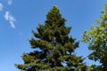 Luxurious Numidian fir Abies numidica or Algerian fir with large green female cones on the top in Partenit in Crimea