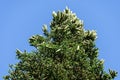 Luxurious Numidian fir Abies numidica or Algerian fir with large green female cones on the top in Partenit in Crimea