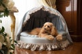 luxurious pet bed with plush and cozy cushions, surrounded by delicate drapery