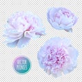 Luxurious pink peony flower painted in pastel colors