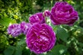 The luxurious purple heads of a beautiful Rose de Rescht against the background of a blurred green garden.