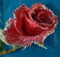 Luxurious red rose with water bubbles Royalty Free Stock Photo