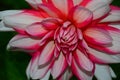 Luxurious red-white garden Dahlia flower. Royalty Free Stock Photo