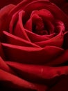 Luxurious romantic burgundy rose close-up
