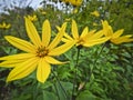 Luxury yellow Jerusalem artichoke flowers